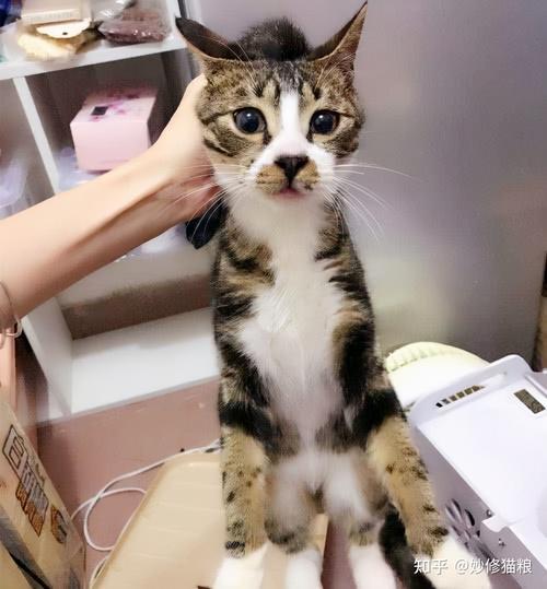 怎么抱猫小猫才舒服