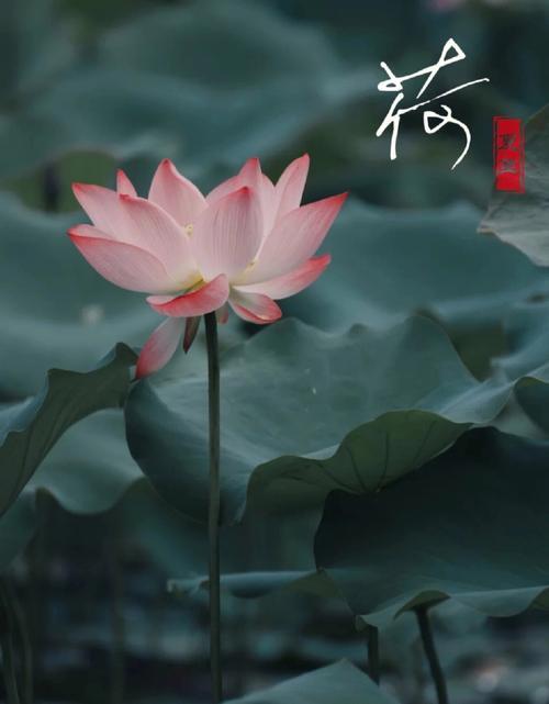 荷花文案