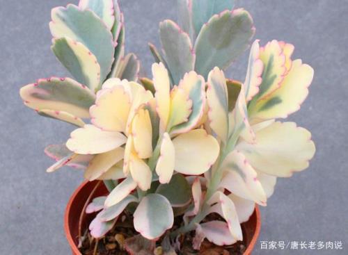 虎舌红用大盆还是小盆栽种
