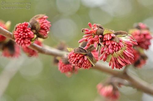 小叶金缕梅1年能长多粗