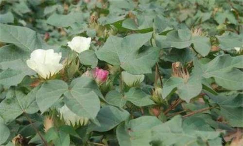 请问棉花的花为什么会变色