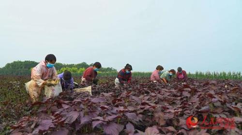 紫苏多久采收最好