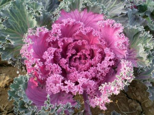 羽衣甘蓝怎么过冬