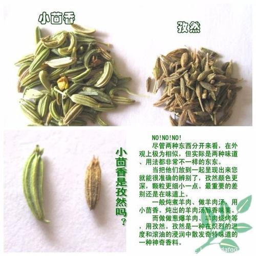 孜然和茴香的图片对比