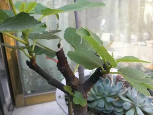 无花果什么时候剪枝