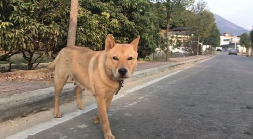 训练一条中华田园犬的基本步骤