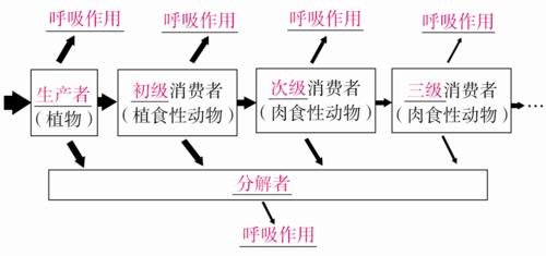 什么叫做同化量