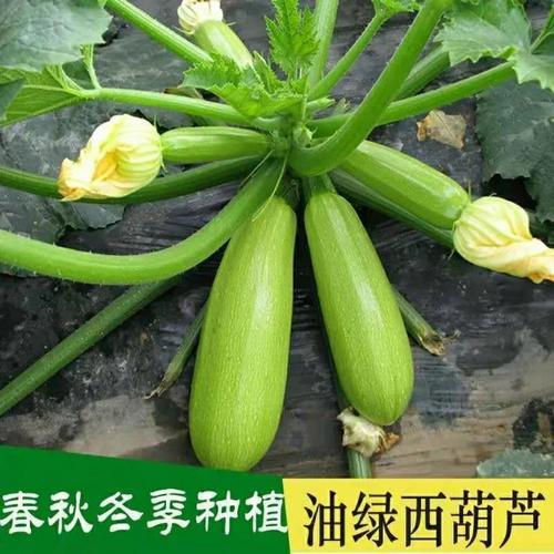 西胡瓜种植,几片叶栽