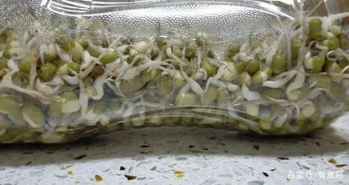如何用矿泉水瓶发豆芽