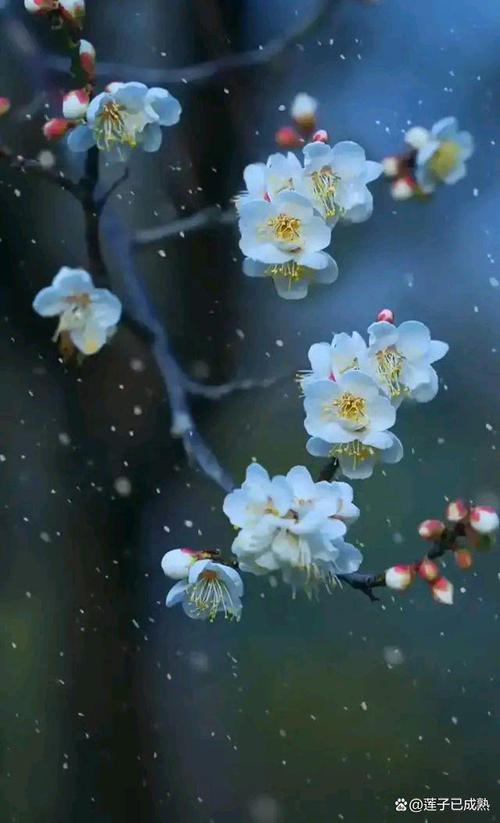 愿风雪知心流年安暖的寓意
