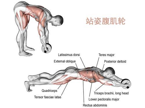 10分钟腹肌轮锻炼方法