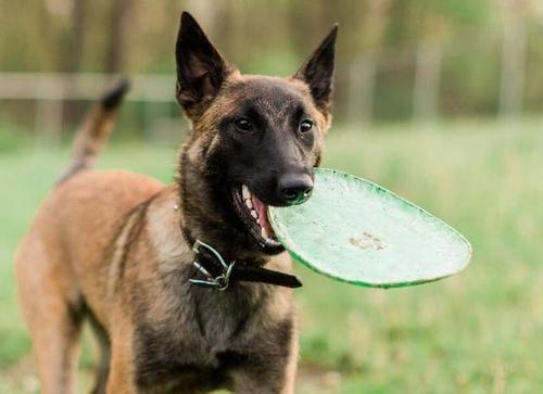 广州禁养马犬吗