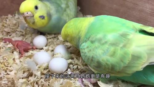 鹦鹉吃面包会不会死