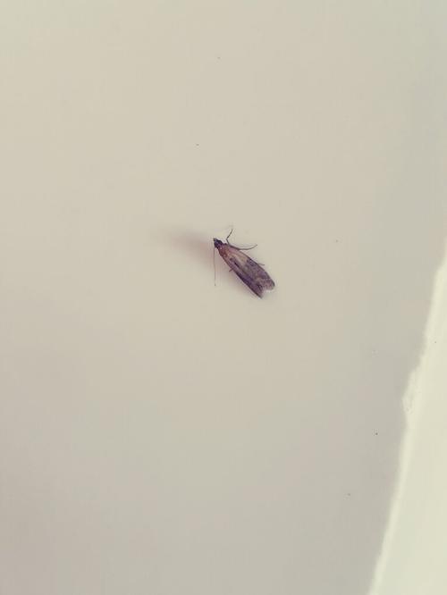 七八月份地里会跳的虫子