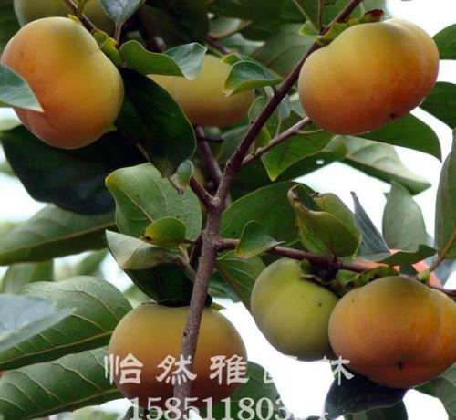 柿子常见品种及图片一览