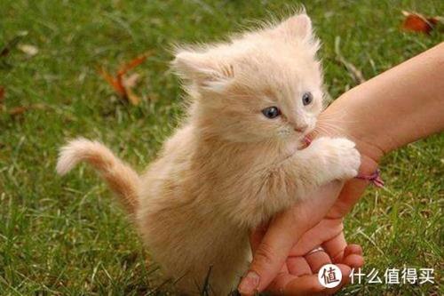 猫可以喂活体吗