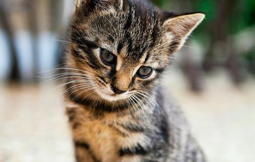 猫可以吃番茄吗