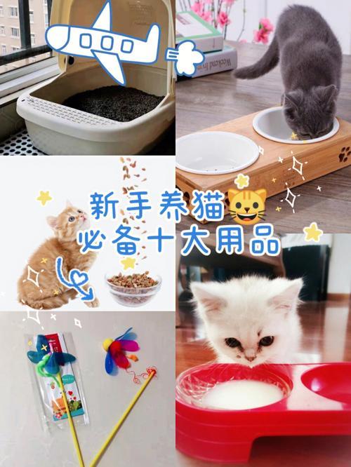 养猫必备用品有哪些