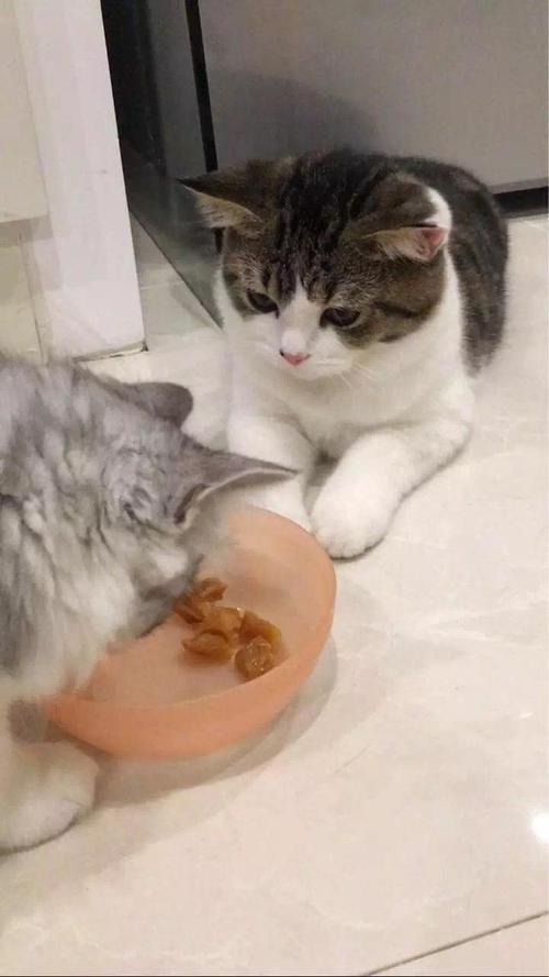 为什么我家猫咪不吃羊肉