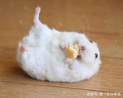 哪里的仓鼠最好买