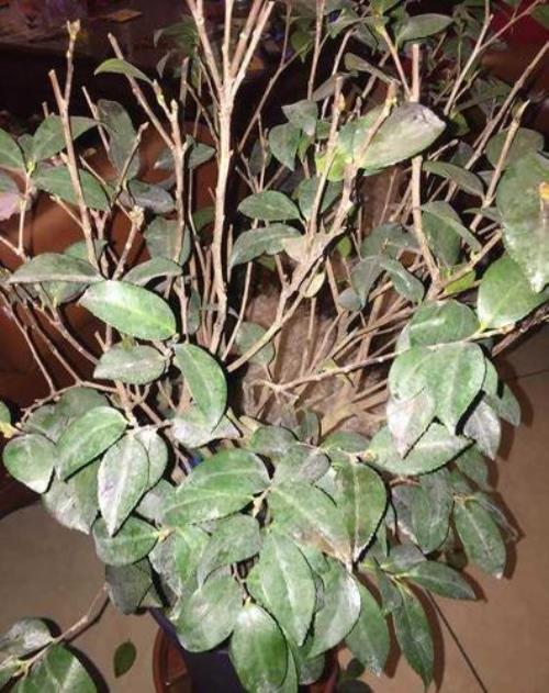 茶花喷硫酸亚铁烧叶吧