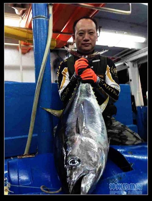 钓金枪鱼还需要读书吗