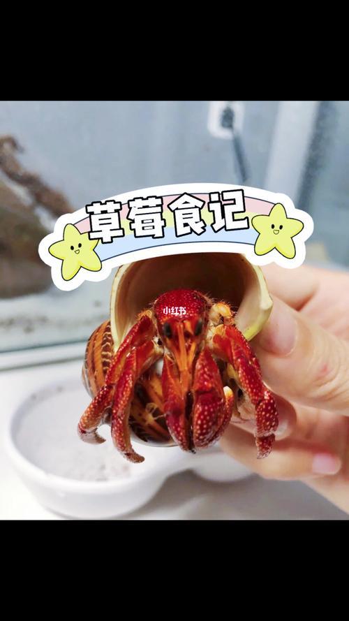 寄居蟹为什么不能吃