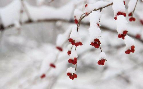 兆丰年的兆什么意思