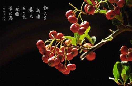 红豆生南国春来发几枝什么意思