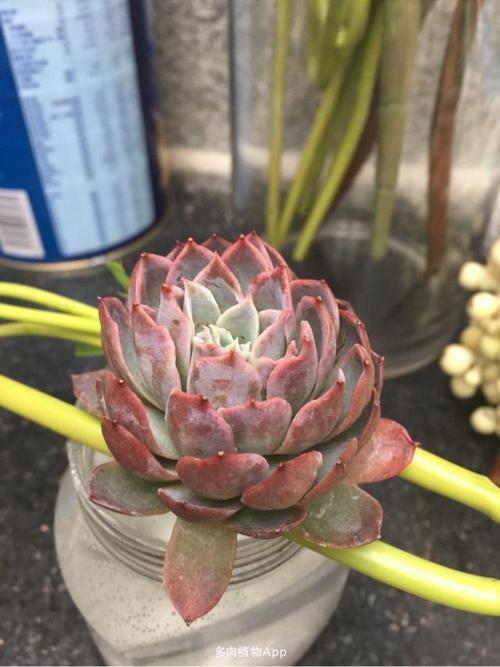 紫罗兰女王用高盆还是浅盆好