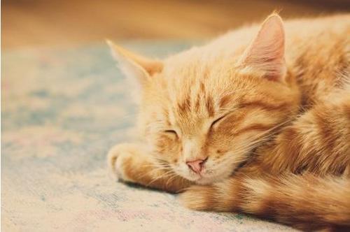 猫咪发出咕噜咕噜的声音