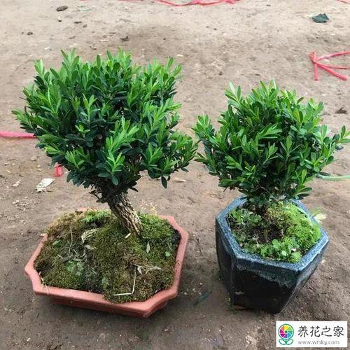 雀舌黄杨怎么提根