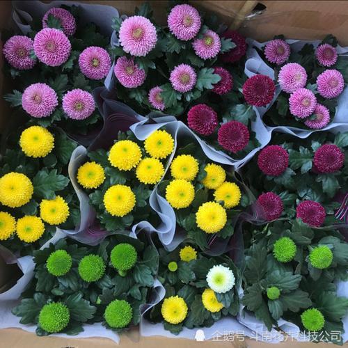 乒乓菊花语是什么意思