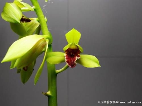 蕙兰红舌出自于哪里