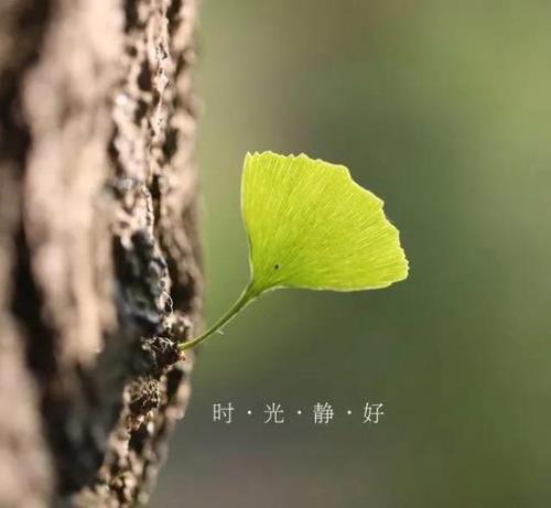 时光流逝，岁月不言是什么意思