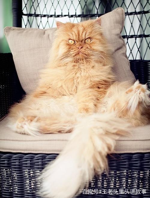 猫闻到自己的毛为什么会发怒