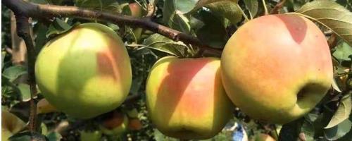蜜罐苹果品种介绍