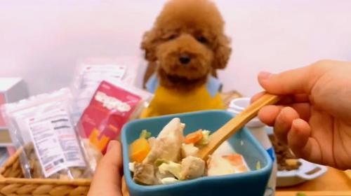 泰迪成犬甜粥可不可以吃