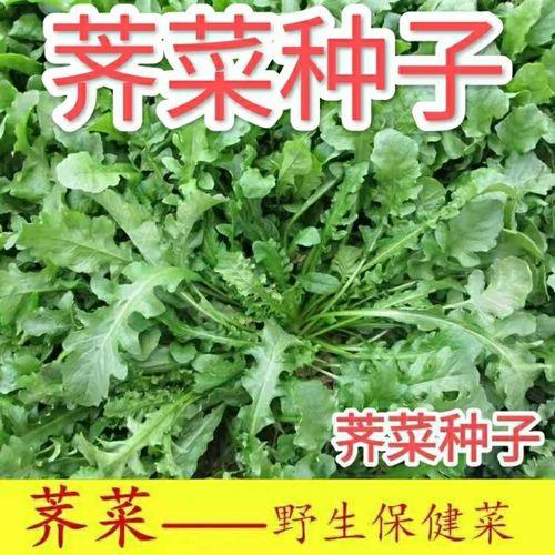 荠菜一年四季都能种吗