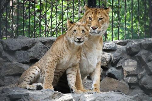 虎狮水泥怎么样