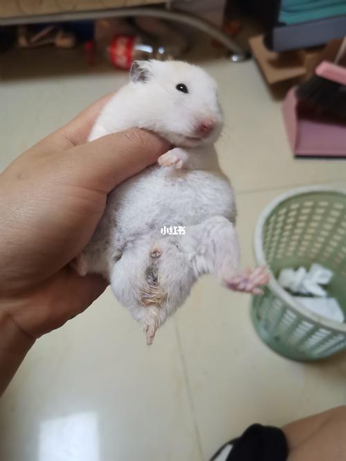 金丝熊配对后会怀孕吗