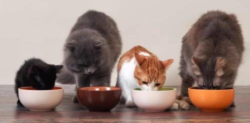 猫咪能吃猪肝儿吗