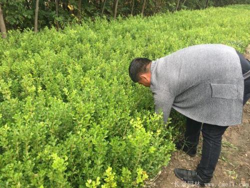 瓜子黄杨树怎么养