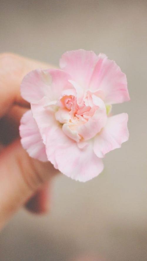 手里可以碰花吗