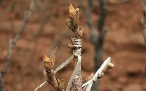 牡丹秋季顶部发枝芽好不好