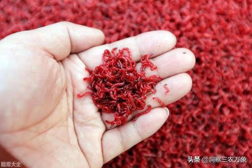 红虫液怎么用效果好
