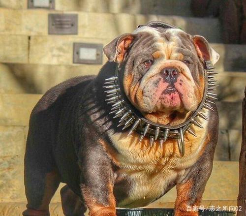 与恶霸犬差不多的是什么犬