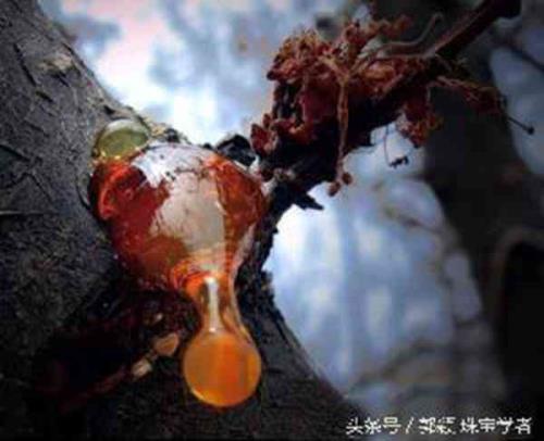 松脂的读音是
