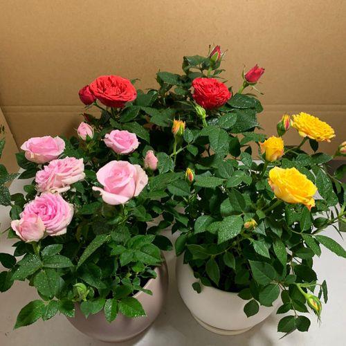 玫瑰花是否一年四季都开花