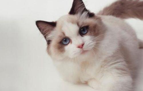 宠物猫的智商排名